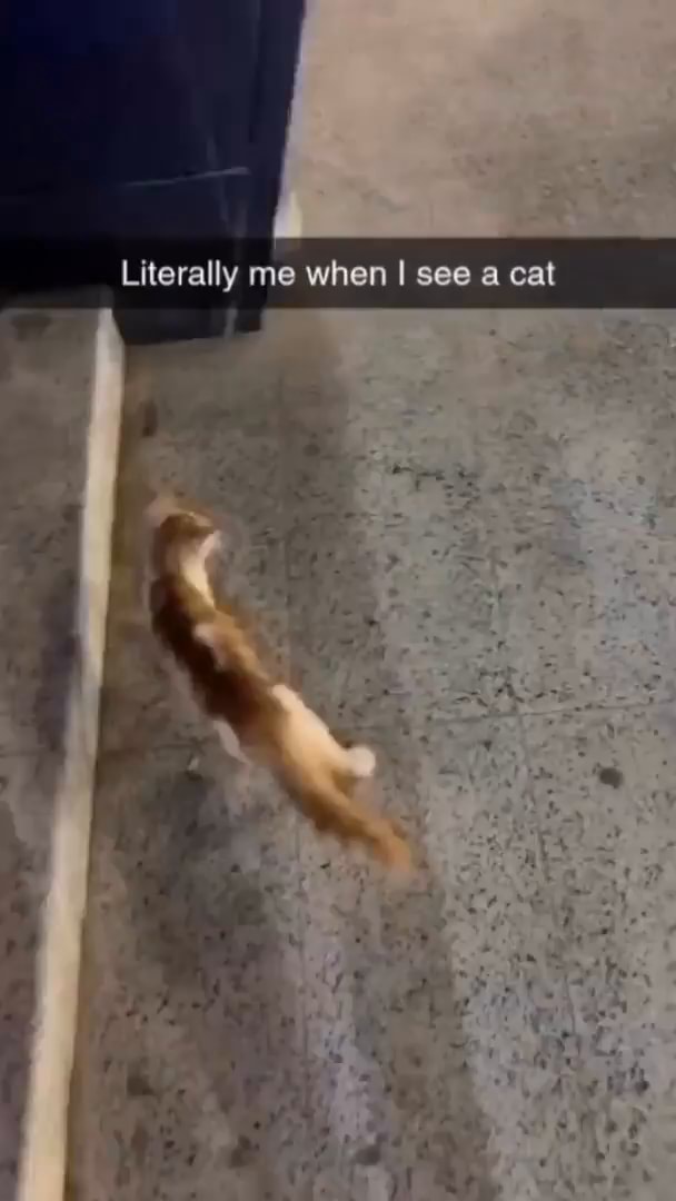 Literally me when I see a cat - iFunny