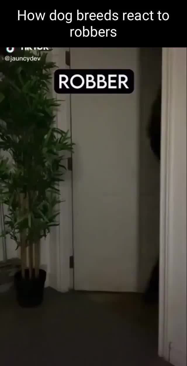 How dog breeds react to robbers jeuncydev ROBBER iFunny
