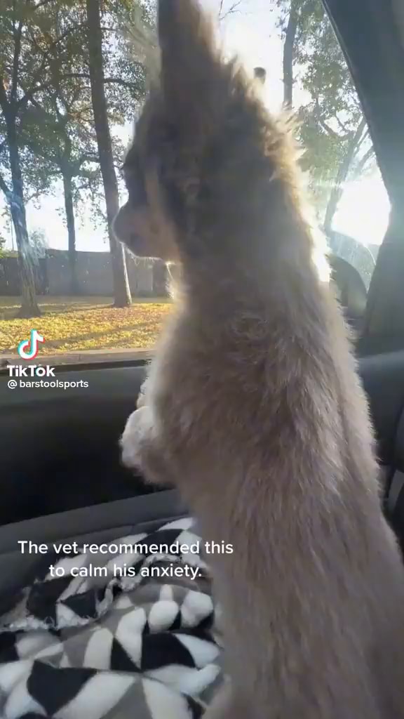 TikTok barstoolsports The vet this to calm his anxiety