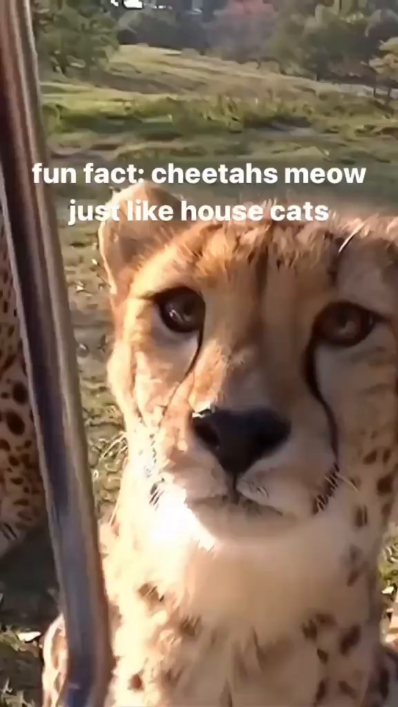 Fun fact: cheetahs meo…