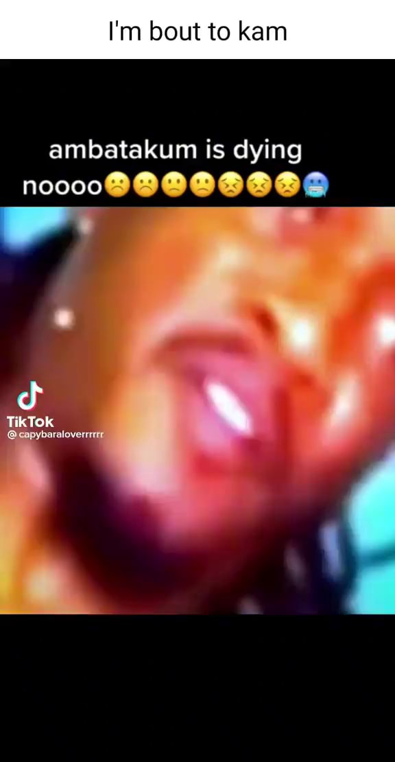 I'm bout to kam ambatakum is dying TikTok capybaraloverrrrrr iFunny