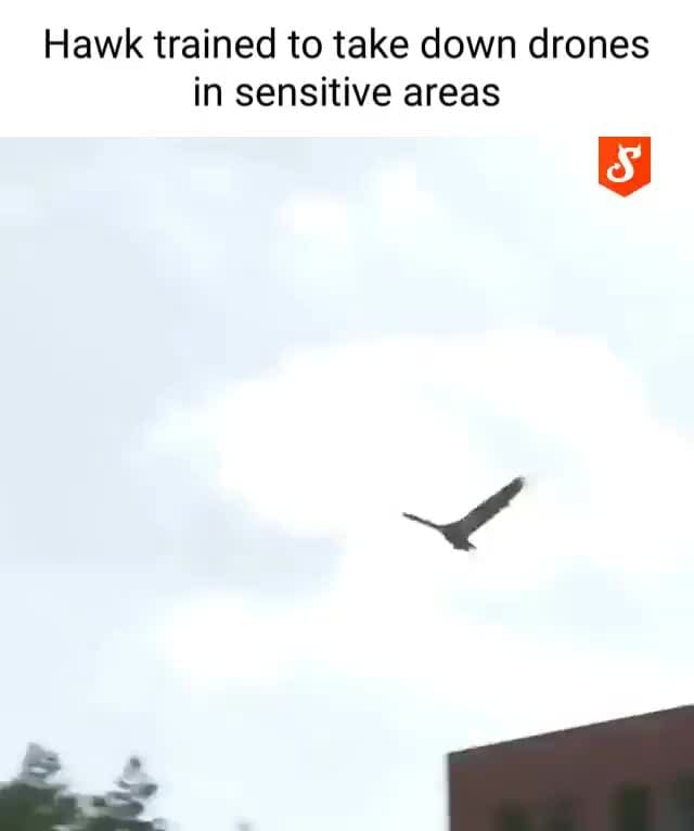 Hawk trained to take down drones in sensitive areas iFunny