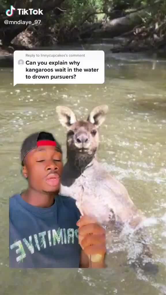 TikTok @mndiaye_97 Can you explain why kangaroos wait in the water to ...