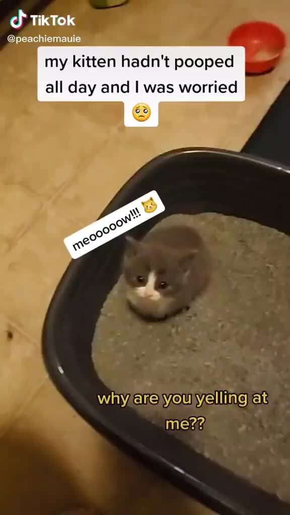 peachiemauie my kitten hadn't pooped all day and I was worried at you