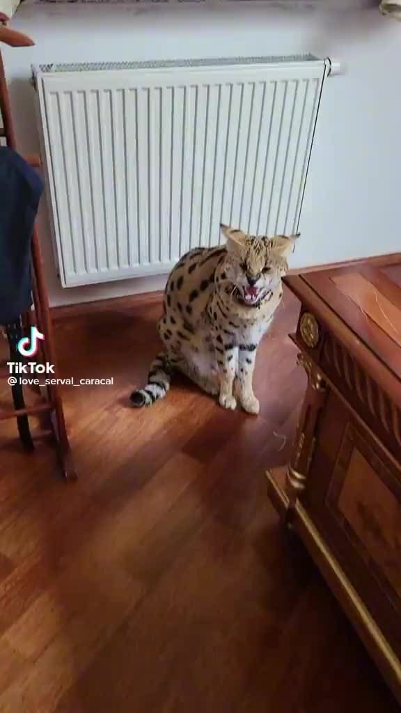 TikTok love serval caracal iFunny