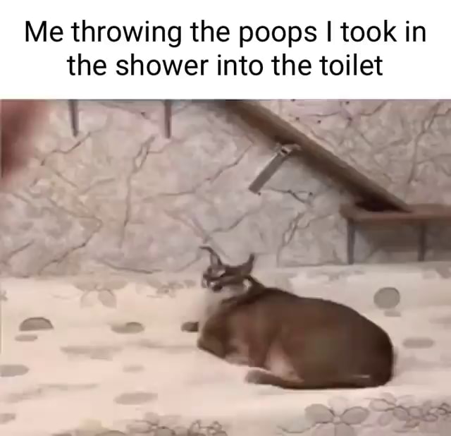 Me throwing the poops I took in the shower into the toilet iFunny