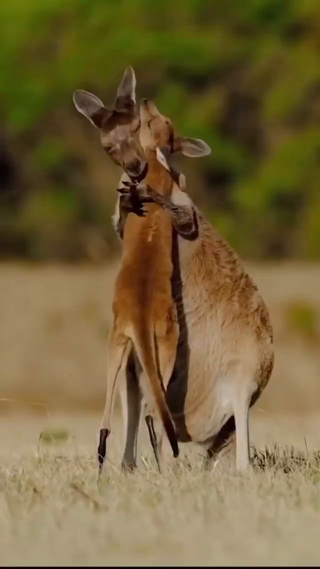 The Flight Instinct: Why Indigenous Kangaroos Run Away From People