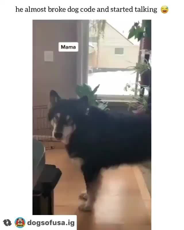 He almost broke dog code and started talking dancatfises in - iFunny