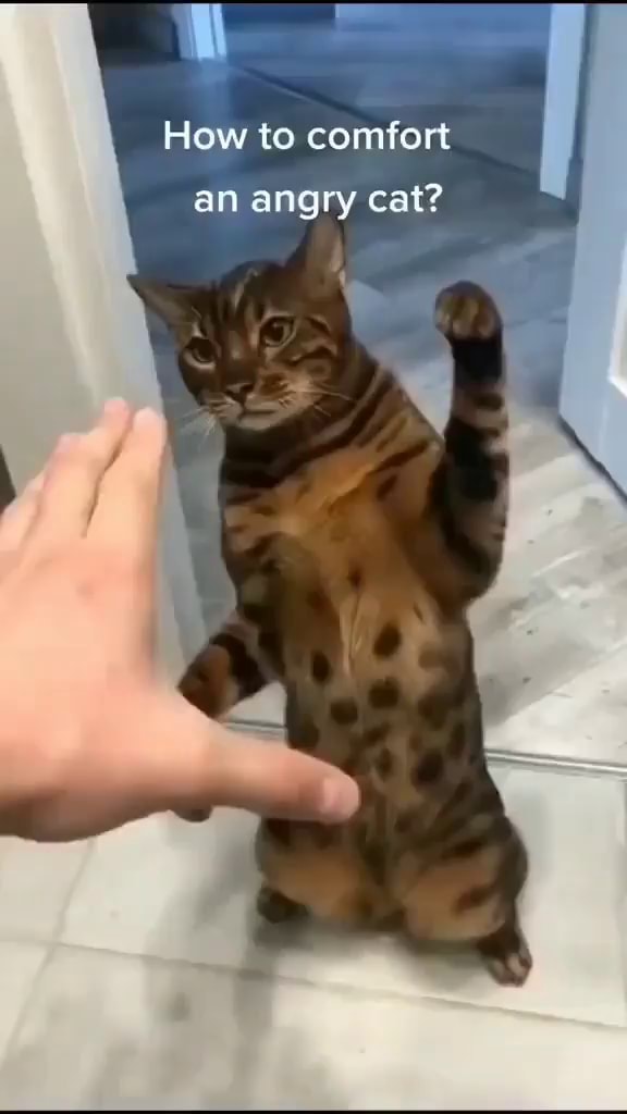 How to comfort an angry cat? iFunny
