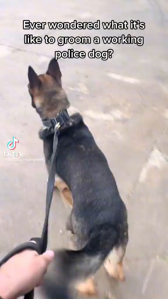 Ever wondered what it's like to groom a working police dog? TikTok iFunny