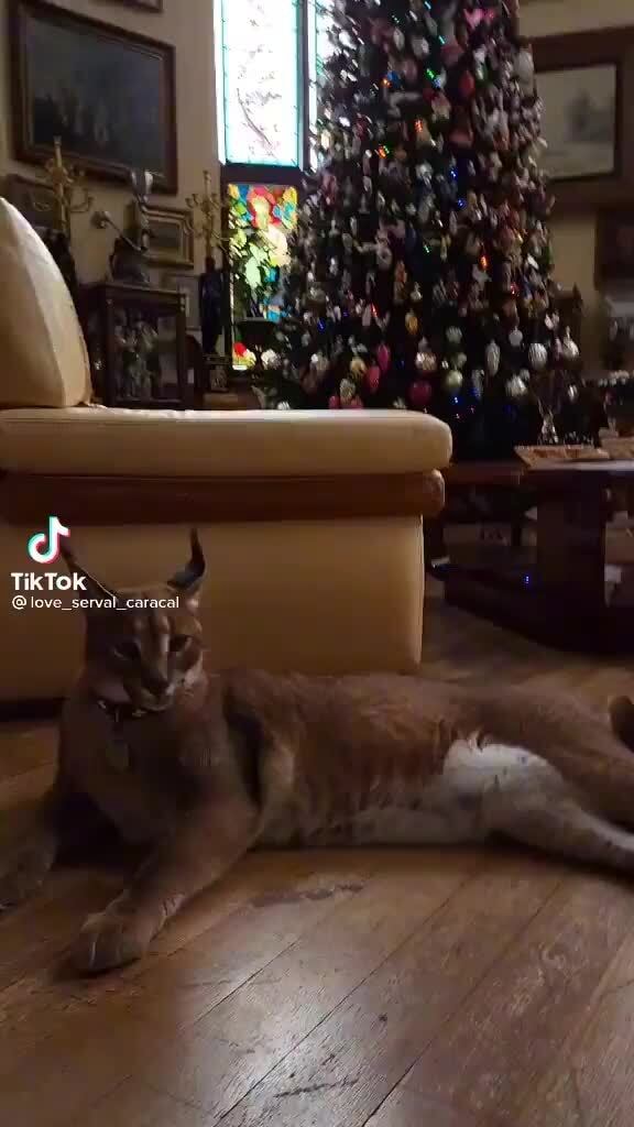 TikTok Qlove serval caracal iFunny