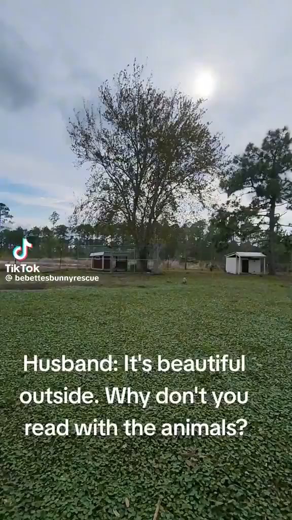 TikTok bebettesbunnyrescue Husband: It's beautiful outside. Why don't ...