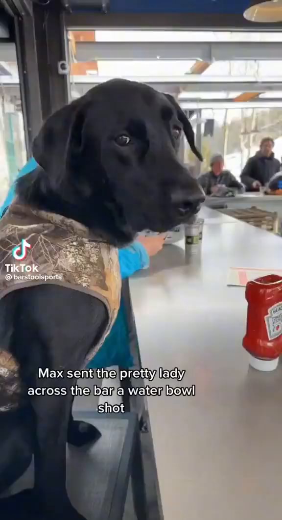 Max sent the pretty lacy across the bar a water bowl shot - iFunny