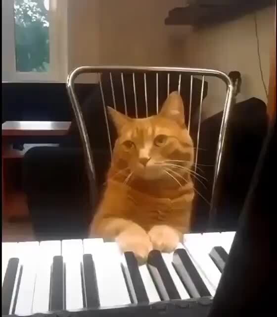 cat-i-m-a-kitty-cat-meme-dump-ifunny