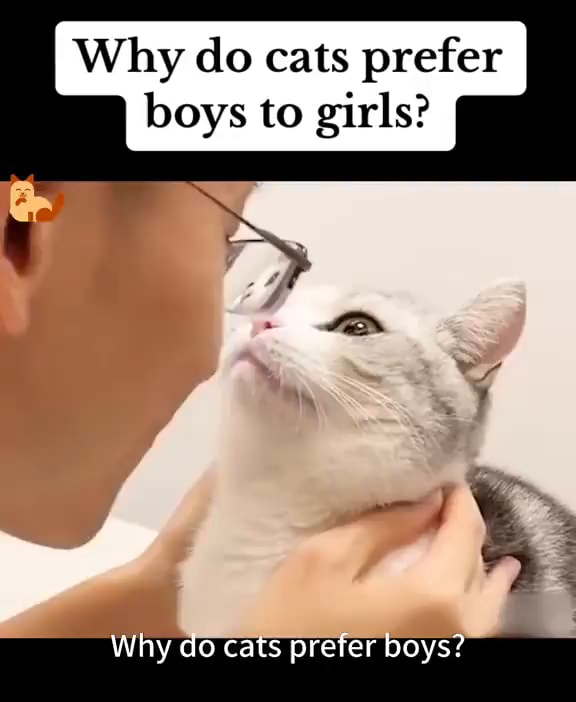 Why do cats prefer boys to girls? Why do Cats prefer boys? iFunny
