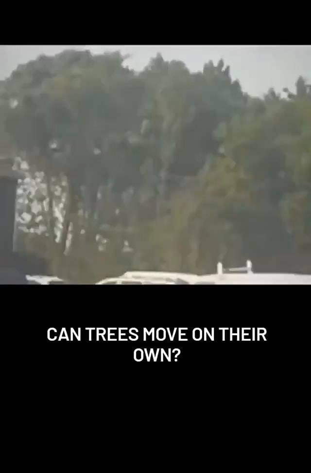 Can trees move on their own ifunny