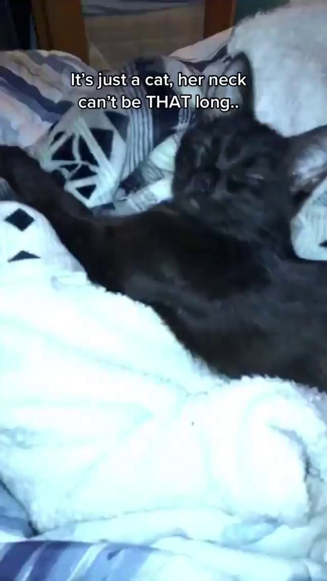 It's just a cat, her neck can't be THAT long.. iFunny