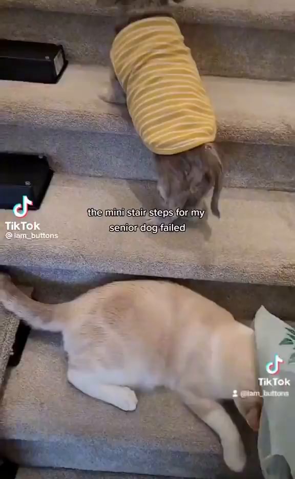 The mini stair step: TikTok senior dog failed for my - seo.title