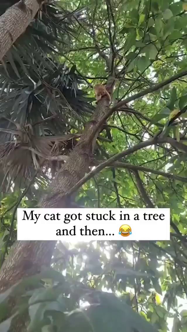 My cat got stuck in a tree I and then... iFunny