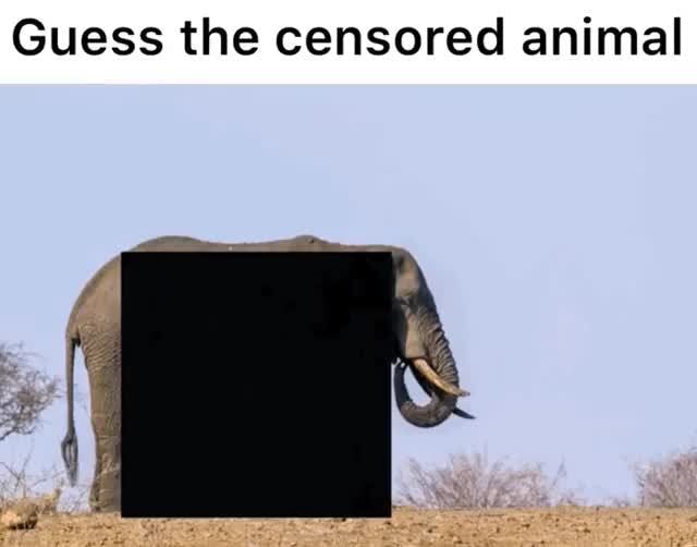 Guess the censored animal - iFunny