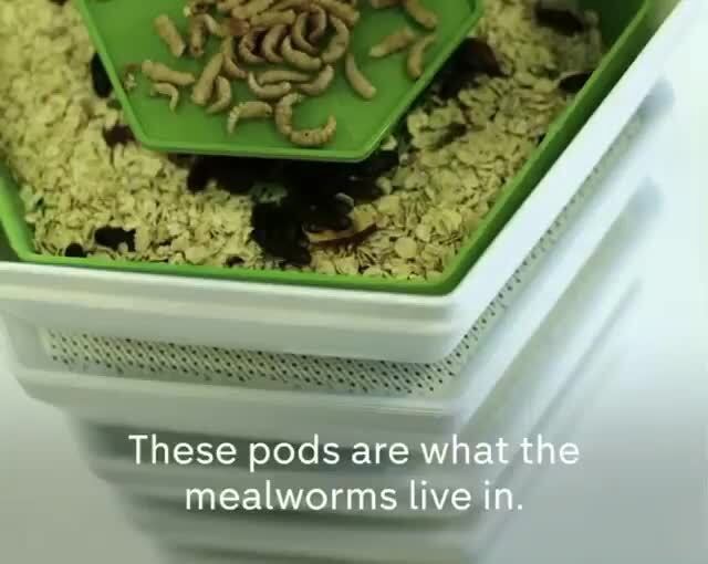 These pods are what the mealworms live in. )