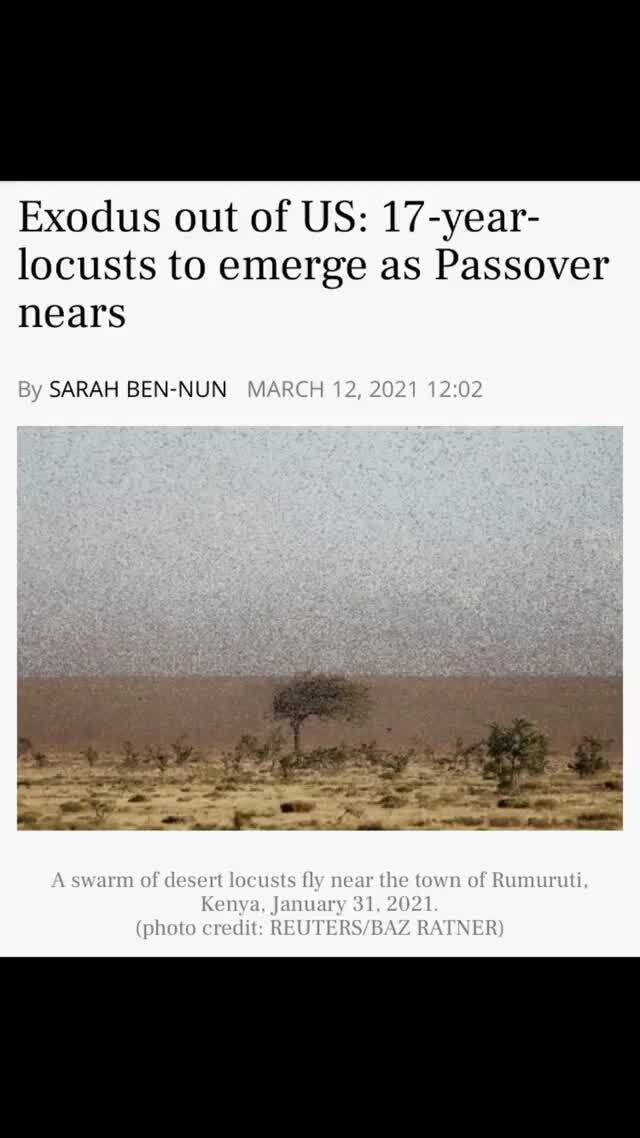 Exodus out of US 17year locusts to emerge as Passover nears SARAH