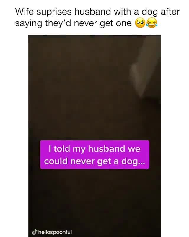 Wife suprises husband with a dog after saying theyd never get one told ...