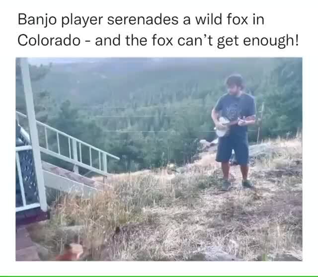 Banjo player serenades a wild fox in Colorado and the fox can't get