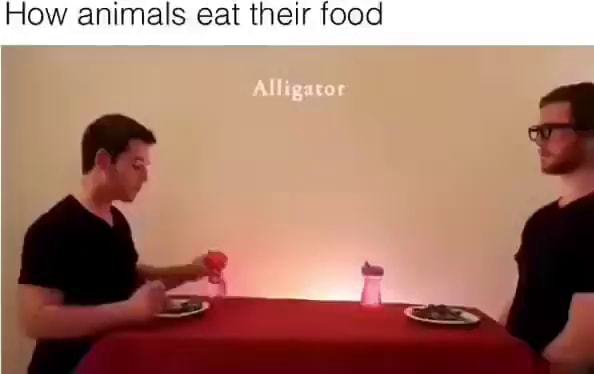 How animals eat their food 