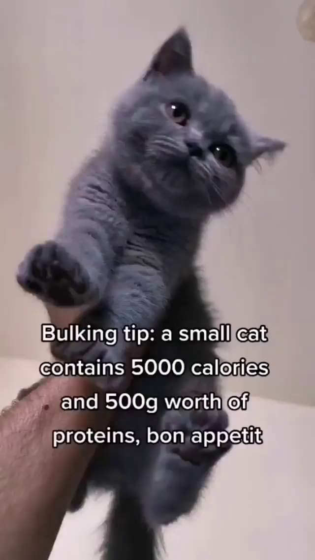 Bulking tip a small cat contains 5000 calories and 500g worth of