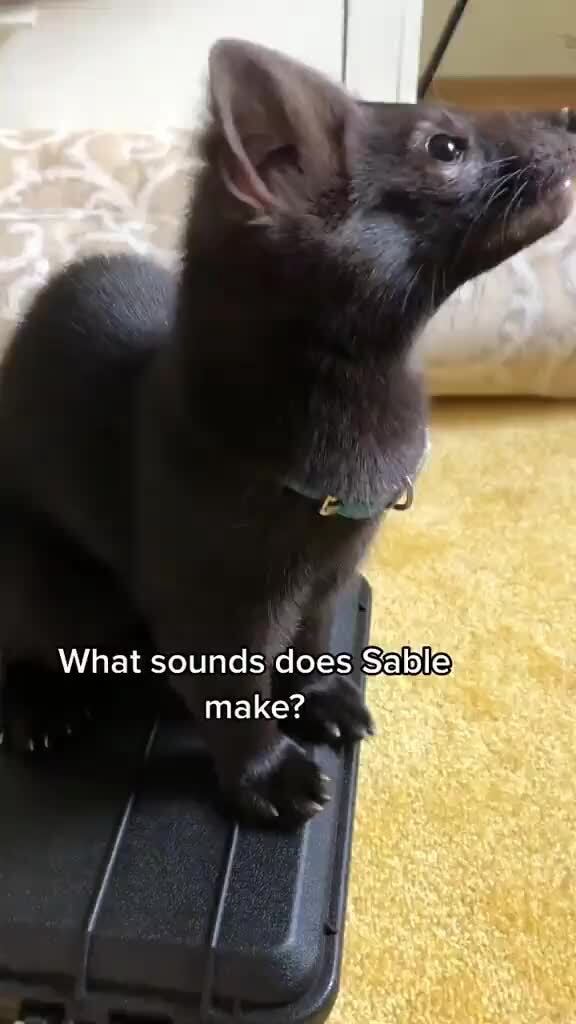 What sounds does Sable make? iFunny