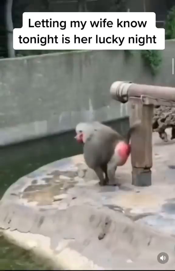 Letting my wife know tonight is her lucky night iFunny