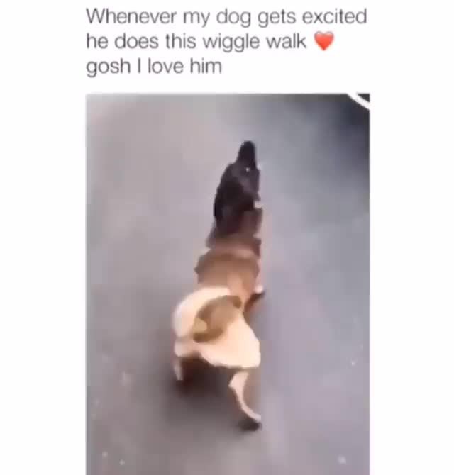 Whenever my dog gets excited he does this wiggle walk V gosh I love him iFunny