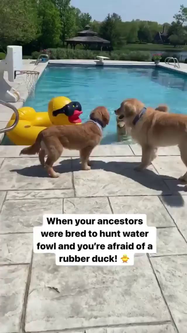 When your ancestors were bred to hunt water fowl and you're afraid of a