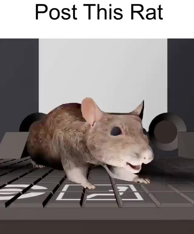 Post This Rat - iFunny