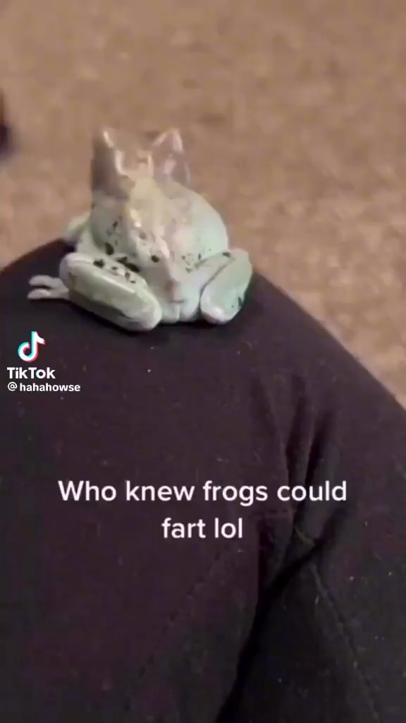 TikTok hahahowse Who knew frogs could fart lol iFunny