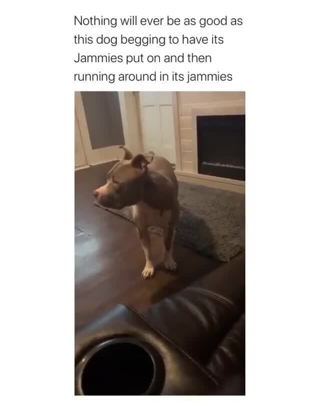 Nothing will ever be as good as this dog begging to have its Jammies ...