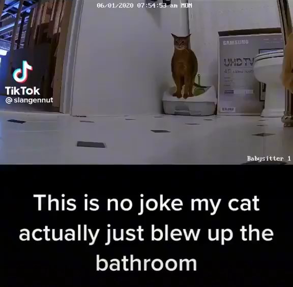 TikTok This is no joke my cat actually just blew up the bathroom - iFunny