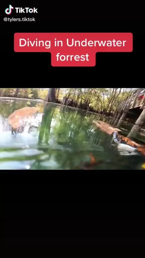 TikTok tylers.tiktok I Diving in Underwater forrest iFunny
