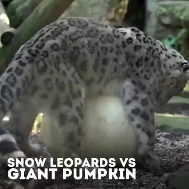 ne-snow-leopards-vs-giant-pumpkin-ifunny