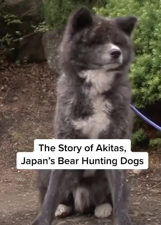 The Story of Akitas, Japan's Bear Hunting Dogs iFunny Brazil