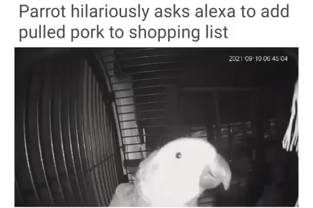 Parrot Asks Alexa To Add Pulled Pork Parrot hilariously asks alexa to add pulled pork to shopping list - iFunny
