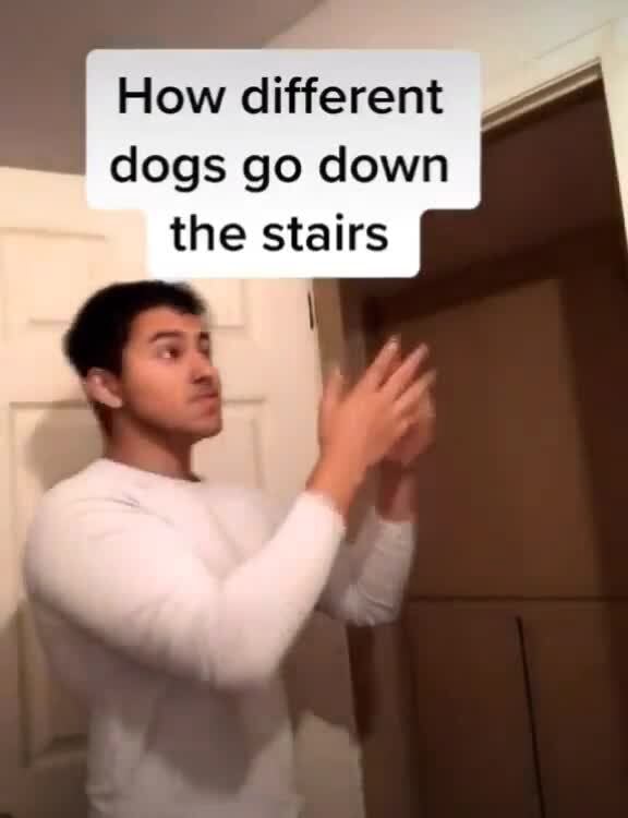 How different dogs go down iFunny