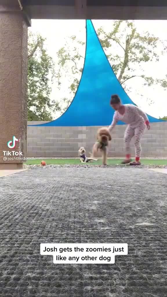 TikTok Josh gets the zoomies just like any other dog - iFunny