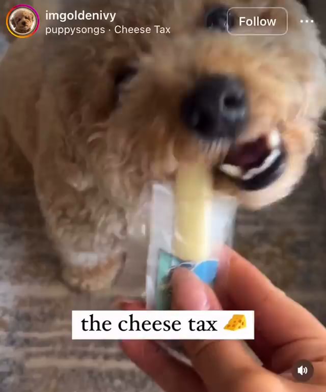 Imgoldenivy puppysongs Cheese Tax Follow I the cheese tax iFunny