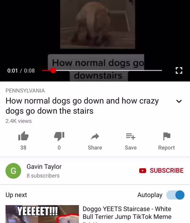 NIE How normal dogs go down and how crazy 4 dogs go down the stairs 2