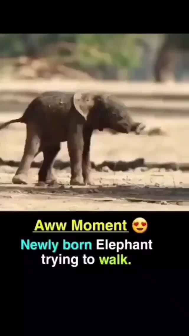 Aww Moment Newly born Elephant trying to walk. iFunny