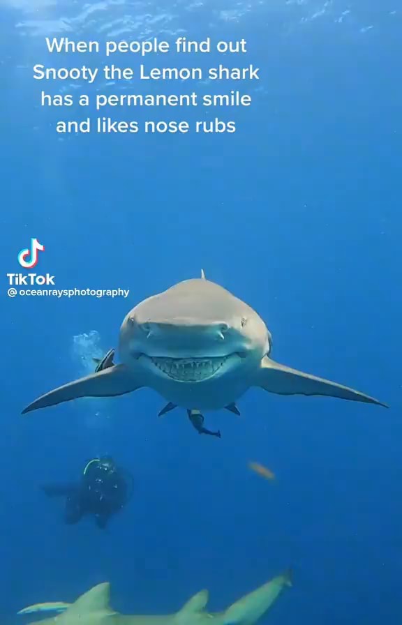 When people find out Snooty the Lemon shark has a permanent smile and