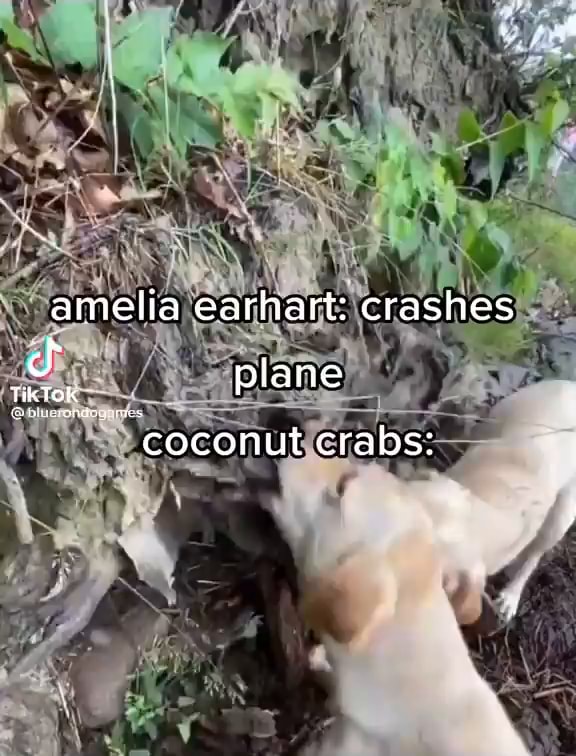 Amelia earhart crashes cf coconut crabs plane iFunny