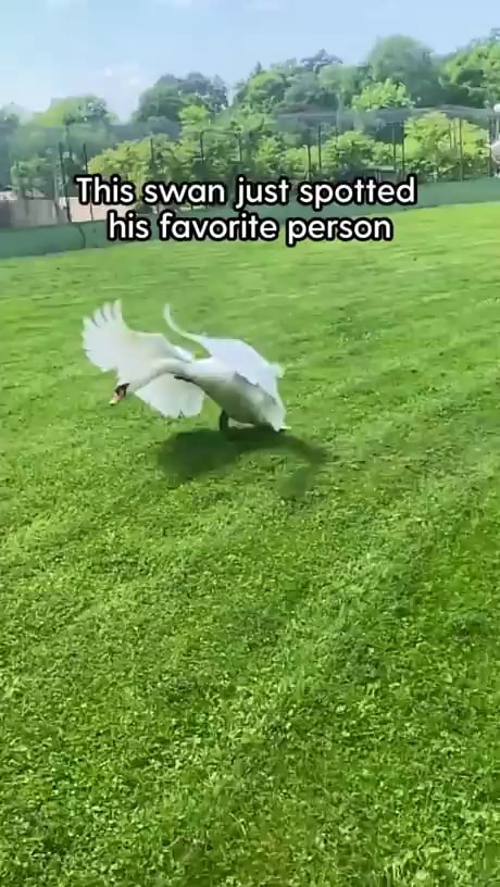 re This Swan Just Spotted His Favorite Person IFunny re-this-swan-just-spotted-his-favorite-person-ifunny